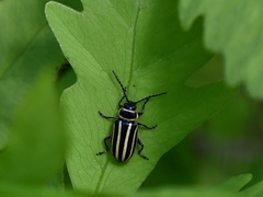 Disonycha pensylvanica