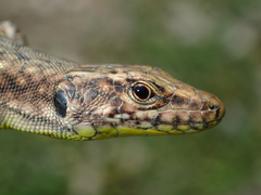 Darevskia rudis bischoffi