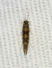 Agraylea