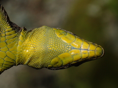 Darevskia rudis bischoffi