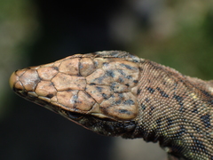 Darevskia rudis bischoffi