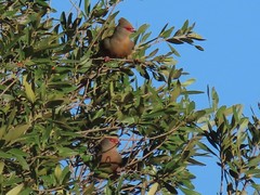 Urocolius indicus indicus