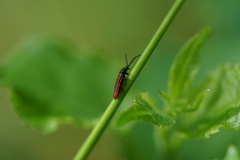 Omalisus fontisbellaquei