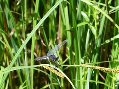 Leucorrhinia frigida