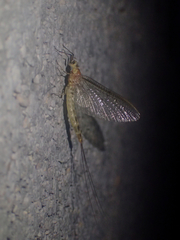 Ephemera lineata