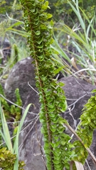 Nephrolepis abrupta