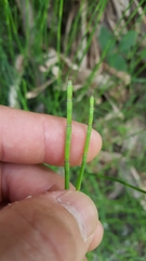 Equisetum ramosissimum