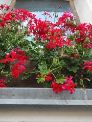 Ciconium