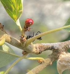 Callirhytis perditor