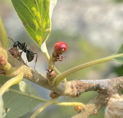 Callirhytis perditor