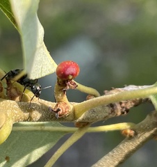 Callirhytis perditor