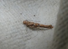 Pyroderces aellotricha