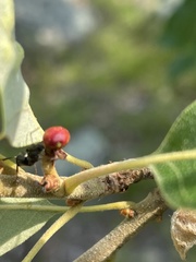 Callirhytis perditor