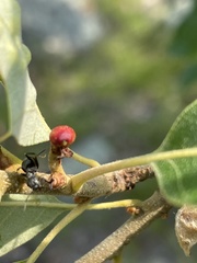 Callirhytis perditor