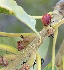Callirhytis perditor