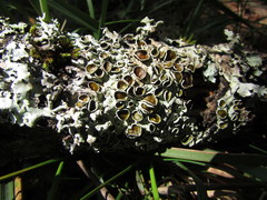 Parmelina carporrhizans