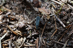 Cantharis pagana