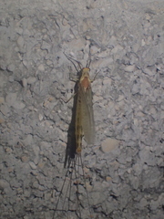 Ephemera lineata