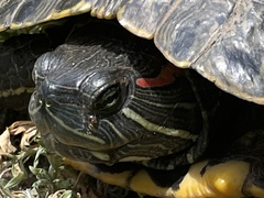 Trachemys scripta