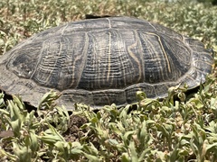 Trachemys scripta