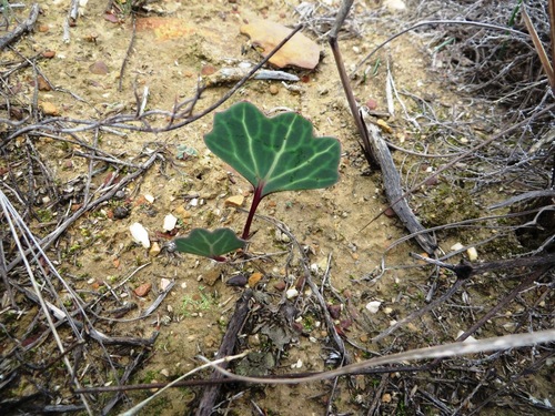 Image of Othonna hederifolia by (c) linkie, some rights reserved (CC BY)