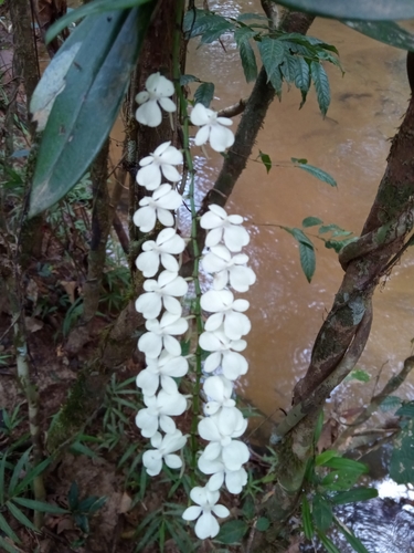 Aerangis citrata