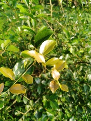 Flacourtia indica