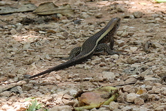 Zonosaurus laticaudatus
