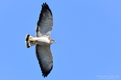 Geranoaetus polyosoma polyosoma