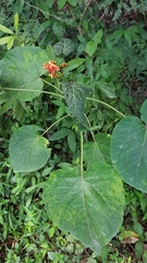 Clerodendrum speciosissimum