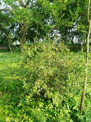 Flacourtia indica