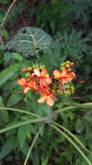 Clerodendrum speciosissimum