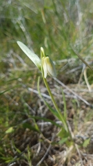 Fritillaria liliacea