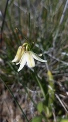 Fritillaria liliacea