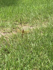 Libellula