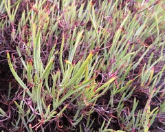 Pelargonium laevigatum diversifolium