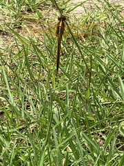 Libellula