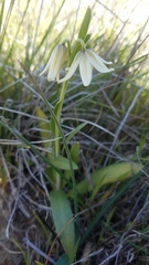 Fritillaria liliacea