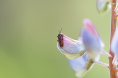 Omalisus fontisbellaquei