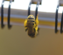 Halictus