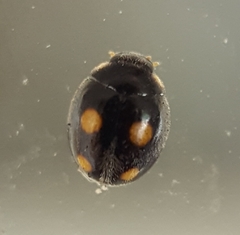 Platynaspis capicola