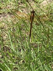 Libellula