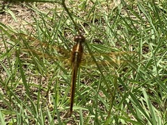 Libellula