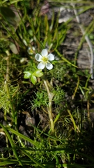 Ranunculus lobbii