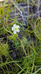Ranunculus lobbii