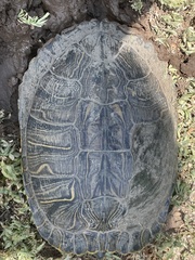 Trachemys scripta
