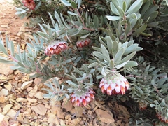 Protea pendula