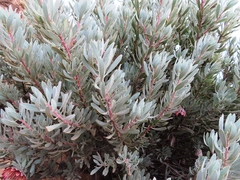 Protea pendula