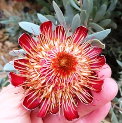 Protea pendula