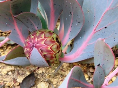 Protea recondita